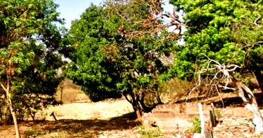 Galpão Comercial com 50% de fração ideal em Uberaba/MG