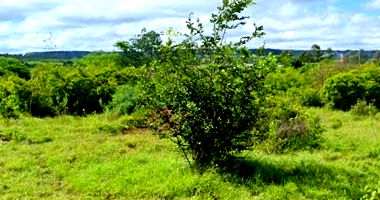 Terreno amplo de 4.000m² no Distrito Industrial, pronto para investimento