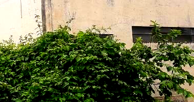 Galpão com 1.520m² em área rural, desocupado