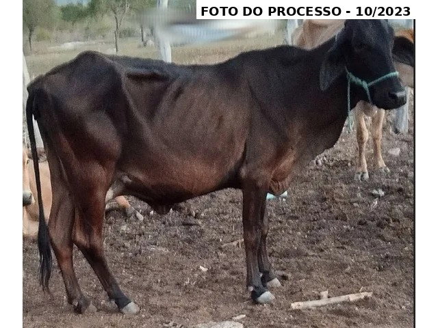 Lote 1: 8 Vacas Girolanda - Saloa/PE