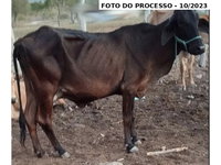 Lote 1: 8 Vacas Girolanda - Saloa/PE