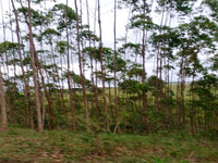 Terreno de 60ha em Jaguaquara e com potencial rural