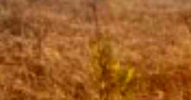 08 Terrenos em Luziânia - Ocupado