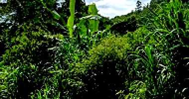 Área de Terras Rurais em Caxias do Sul com 161.951m²