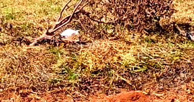 Terreno Desocupado em Carmópolis de Minas/MG - 1.000,00 m²