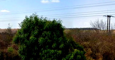 Imóvel Rural com 239.546m² próximo à BR-316 em Araripina/PE