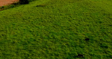 Fazenda Santo Onofre - Pecúaria Rural em Urutaí/GO