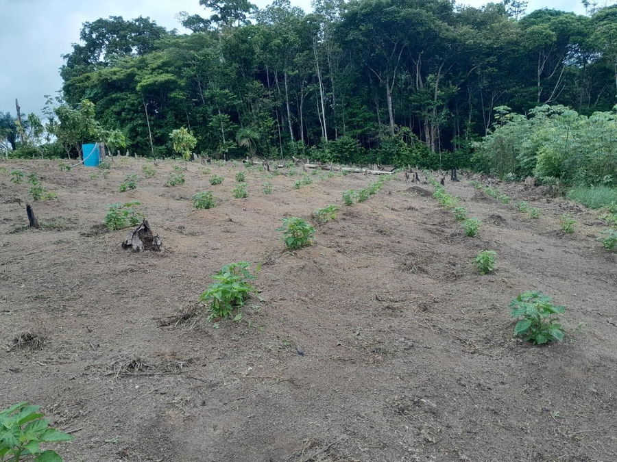 Sítio com 44 hectares e casa em Manaus - Oportunidade Única!