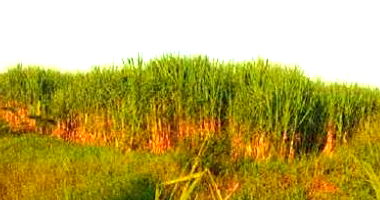 Conjunto de fazendas (cana), 2.950ha em Campos dos Goytacazes/RJ