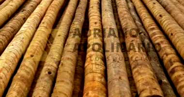 4.500 Mourões de Eucalipto Tratado em Bom Estado