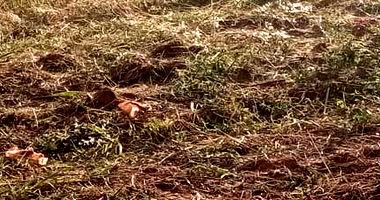 Terreno Urbano de 250m² em Residencial Elisa - Terra Roxa/PR