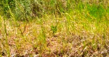 Terreno Urbano com 434,29m² em Erval Seco/RS