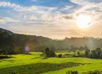 Imóvel Rural com 80 hectares em Leandro Ferreira