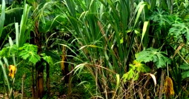 Terreno com 491,92m² em Bujari/AC