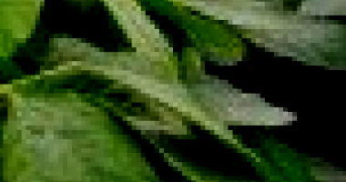 Fazenda Rural com 1783ha em Loreto/MA