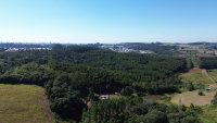 Terreno de 125.000m² com eucaliptos em Erechim/RS