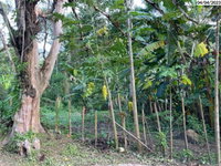 Terreno de 300m² em São Sebastião, ideal para investimento