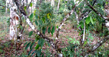 Imóvel Rural com Aprox. 15 Hectares em Una/BA