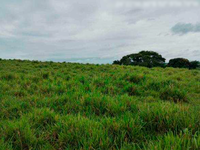 Fazenda em Iretama - PR com 59,38ha
