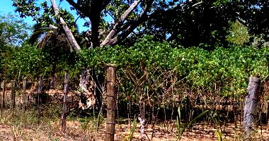 Terreno Urbano Amplo com Potencial de Construção