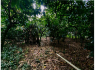 Dois terrenos rurais com mata nativa e divisa com Rio Doce