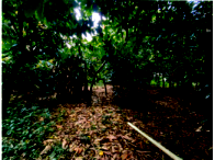 Dois terrenos rurais com mata nativa e divisa com Rio Doce