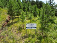 Fazenda com 215.506 m² e 13,40 hectares de Pinus taeda