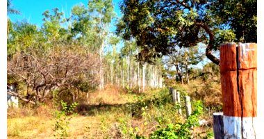Terreno 56,97 hectares com eucalipto e lagoas