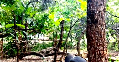 Fazenda Santana em Uibaí/BA - Área de 88 hectares