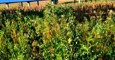 Terreno Urbano 441m² sem benfeitorias em São Domingos do Sul