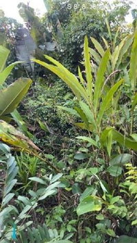 Imóvel Rural com 81,88 ha em Goiatins/TO - Oportunidade Única
