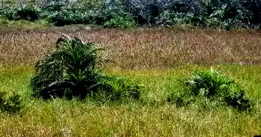 Terreno em Leilão com 450m² em Itaporanga D'Ajuda/SE