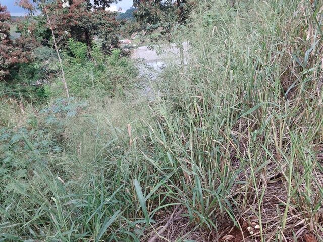 Terreno em Jardim Perobal - 250m² - Londrina/PR