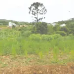 Lote Urbano com 666,70m² em Seara - Oportunidade Única!