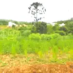 Lote Urbano com 666,70m² em Seara - Oportunidade Única!
