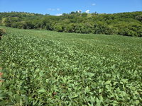 Lote Rural com 0,5345 ha em Lindoeste/PR