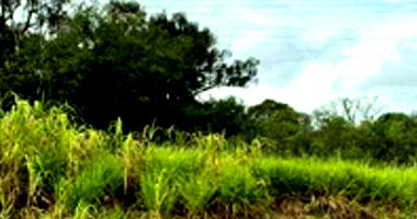 Terreno Urbano em Mafra/SC com 1.185m²