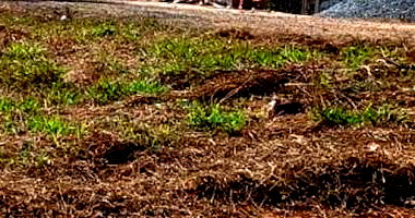 Terreno Desocupado em Carmópolis de Minas - 800 m²