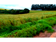 Sítio com 6,25 hectares em Palmeira das Missões/RS