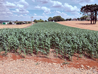 Terreno em Almirante Tamandaré do Sul RS com 5.199,82m²