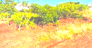 Terreno em Realeza com 325m²