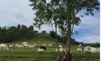 Lote de terras rural com 44,6 hectares em Mamborê/PR