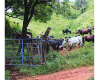 Sítio Aurora - Área Rural em Monte Belo