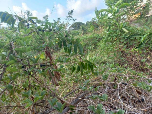 Espaçoso Terreno de 420m² Ideal para Construção e Investimento