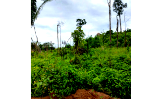 Sítio em Ariquemes com 99,46 ha e Imóvel Rural em Alto Paraíso