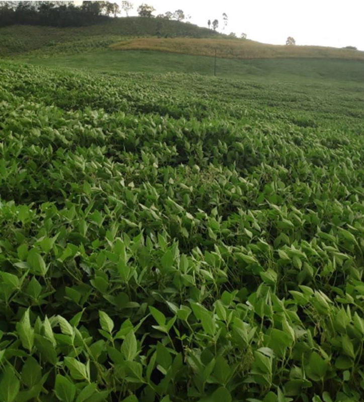 Lote Rural em Anchieta com 72.600 m² - Oportunidade Única!