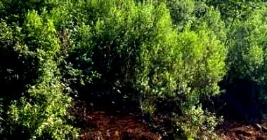 Terreno Urbano em Área de Valorização com 450,89 m²