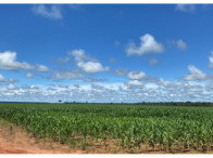 Sítio Rural com 98,8478 hectares em Cerejeiras/RO