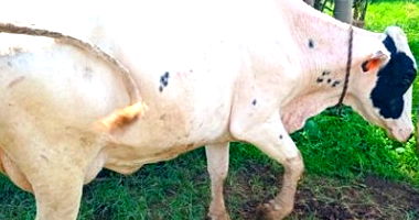 06 Vacas com 9 a 10 anos, produtoras de leite