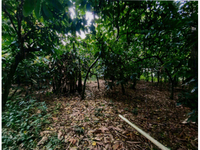 Dois terrenos amplos com mata nativa e frente para o Rio Doce